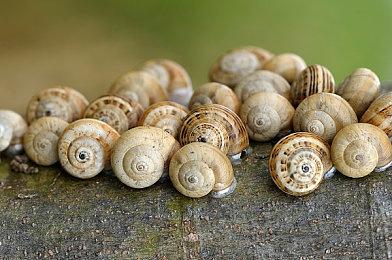 《寂静之地：前方之路》新截图 静谧之中透着诡异